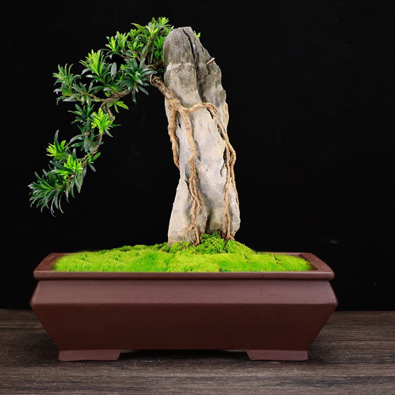 Purple Sand Flowerpot Square Desktop Green Plant Bonsai Basin