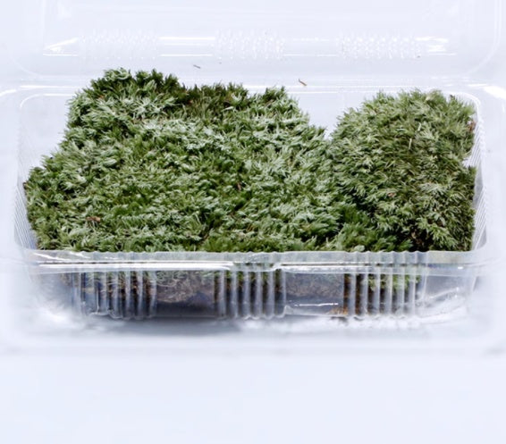 Micro Landscape Sphagnum Moss and Pumice Stone Substrate