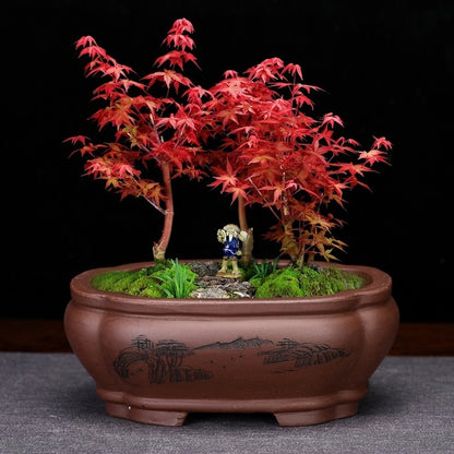 Fine Bonsai Pot