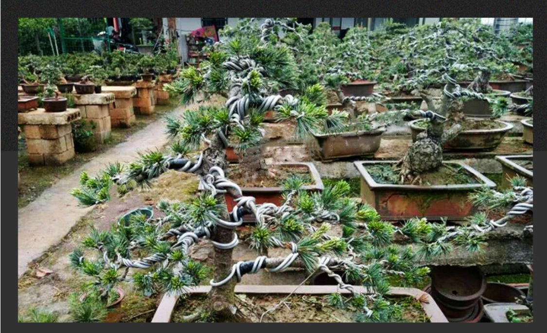 Bonsai Shaping Wire Aluminum, Different Sizes Available