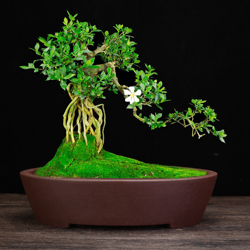 Purple Sand Flowerpot Square Desktop Green Plant Bonsai Basin