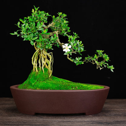 Purple Sand Flowerpot Square Desktop Green Plant Bonsai Basin