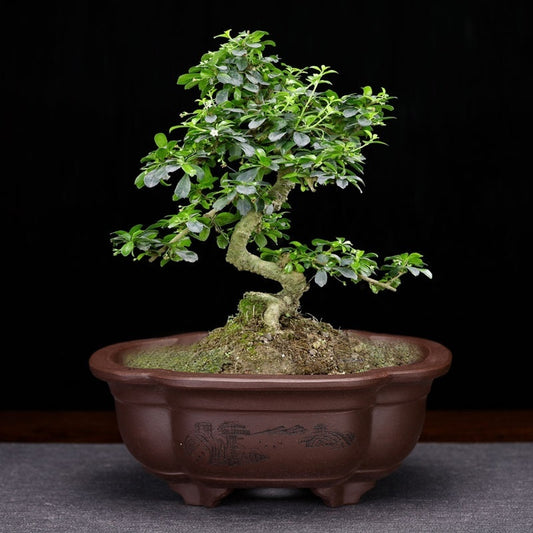 Fine Bonsai Pot