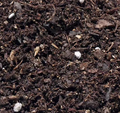 Micro Landscape Sphagnum Moss and Pumice Stone Substrate