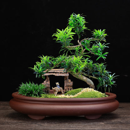 Purple Sand Flowerpot Square Desktop Green Plant Bonsai Basin