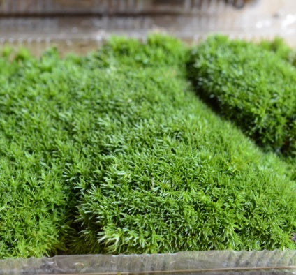 Micro Landscape Sphagnum Moss and Pumice Stone Substrate