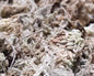 Micro Landscape Sphagnum Moss and Pumice Stone Substrate