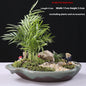 Ceramic Decorative Bonsai Pot Basin