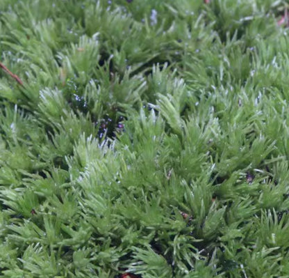 Micro Landscape Sphagnum Moss and Pumice Stone Substrate