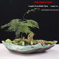 Ceramic Decorative Bonsai Pot Basin
