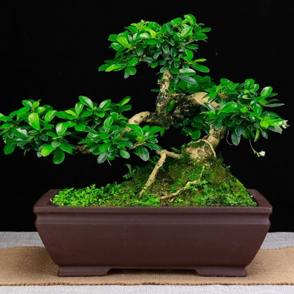 Fine Bonsai Pot